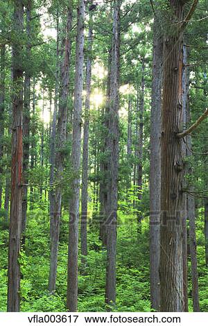 Green forest View Large Photo Image Stock Photo - Green forest. Fotosearch