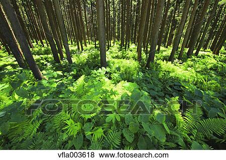 Green forest View Large Photo Image Stock Photo - Green forest. Fotosearch