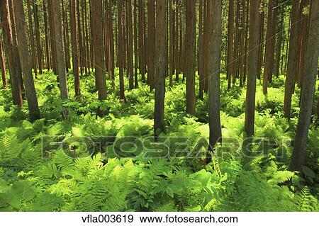 Green forest View Large Photo Image Stock Photo - Green forest. Fotosearch