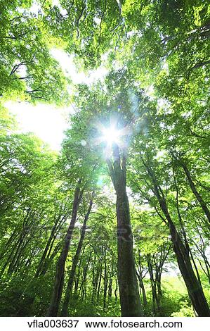 Stock Photo - Green forest. Fotosearch