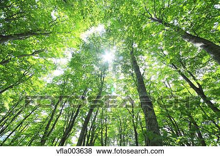 Green forest View Large Photo Image Stock Photo - Green forest. Fotosearch
