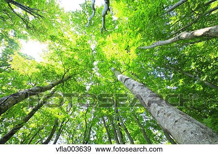 Green forest View Large Photo Image Stock Photo - Green forest. Fotosearch