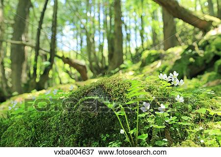 Green forest View Large Photo Image Stock Photo - Green forest. Fotosearch