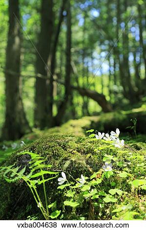 Green forest View Large Photo Image Stock Photo - Green forest. Fotosearch