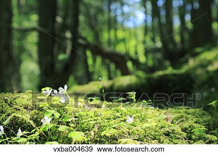 Green forest View Large Photo Image Stock Photo - Green forest. Fotosearch