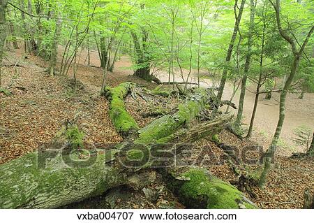 Green forest View Large Photo Image Stock Photo - Green forest. Fotosearch