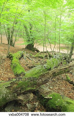 Green forest View Large Photo Image Stock Photo - Green forest. Fotosearch