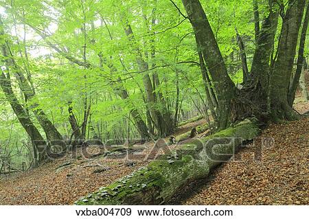Green forest View Large Photo Image Stock Photo - Green forest. Fotosearch