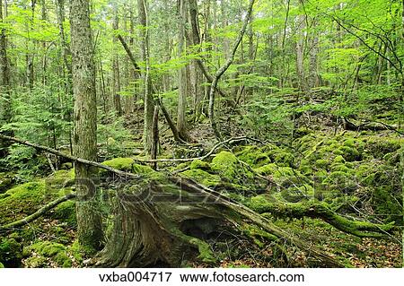 Green forest View Large Photo Image Stock Photo - Green forest. Fotosearch