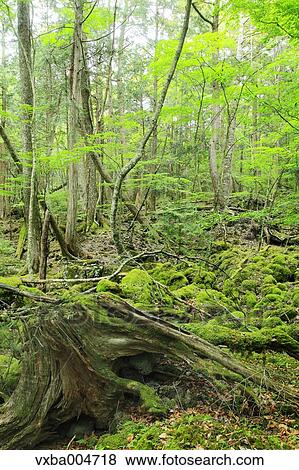 Green forest View Large Photo Image Stock Photo - Green forest. Fotosearch