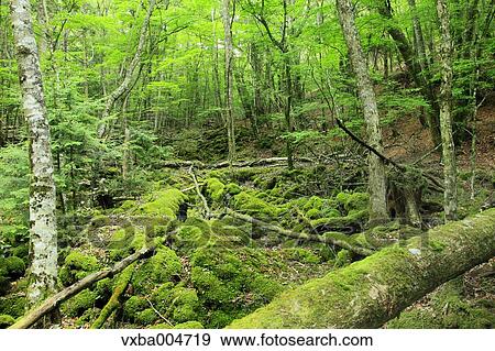 Green forest View Large Photo Image Stock Photo - Green forest. Fotosearch