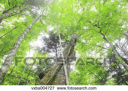 Green forest View Large Photo Image Stock Photo - Green forest. Fotosearch