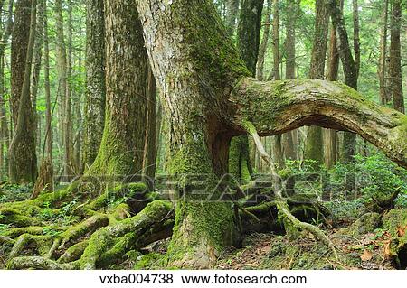 Green forest View Large Photo Image Stock Photo - Green forest. Fotosearch