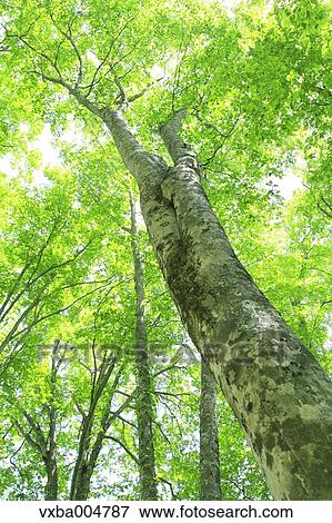Stock Photo - Green forest. Fotosearch