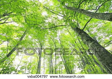 Green forest View Large Photo Image Stock Photo - Green forest. Fotosearch
