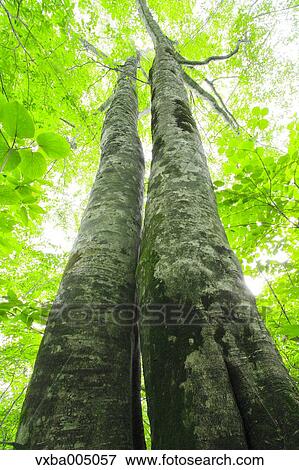 Green forest View Large Photo Image Stock Photo - Green forest. Fotosearch