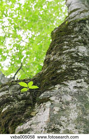 Stock Photo - Green forest. Fotosearch