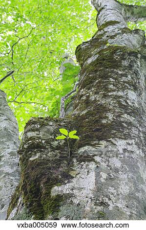 Green forest View Large Photo Image Stock Photo - Green forest. Fotosearch
