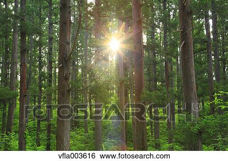 Green forest View Large Photo Image Stock Photograph - Green forest. Fotosearch
