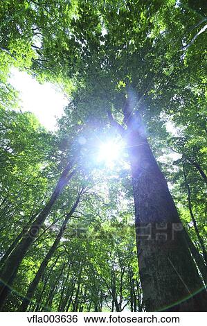 Green forest View Large Photo Image Stock Photograph - Green forest. Fotosearch