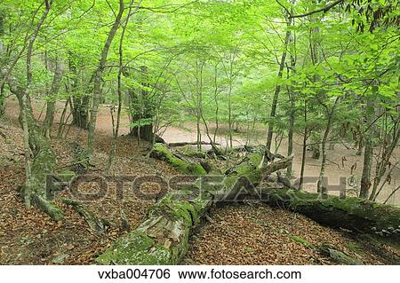 Green forest View Large Photo Image Stock Photograph - Green forest. Fotosearch