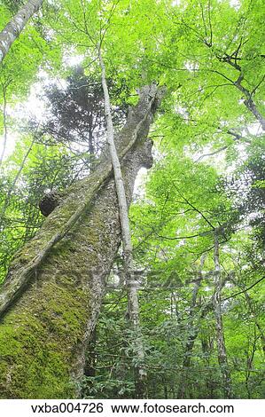 Green forest View Large Photo Image Stock Photograph - Green forest. Fotosearch