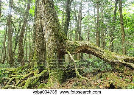 Green forest View Large Photo Image Stock Photograph - Green forest. Fotosearch