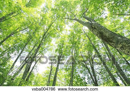 Green forest View Large Photo Image Stock Photograph - Green forest. Fotosearch