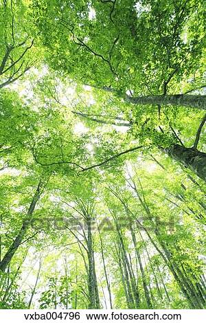 Green forest View Large Photo Image Stock Photograph - Green forest. Fotosearch