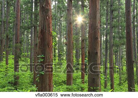 Green forest View Large Photo Image Stock Photography - Green forest. Fotosearch