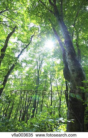 Green forest View Large Photo Image Stock Photography - Green forest. Fotosearch