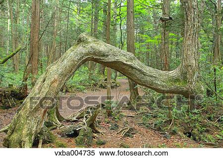 Green forest View Large Photo Image Stock Photography - Green forest. Fotosearch