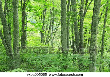 Green forest View Large Photo Image Stock Photography - Green forest. Fotosearch