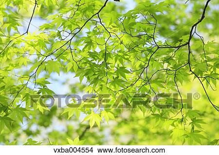 Green leaves View Large Photo Image Picture - Green leaves. Fotosearch