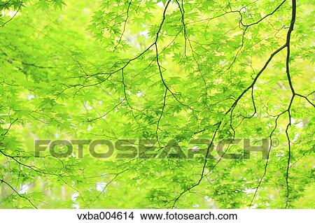 Green leaves View Large Photo Image Picture - Green leaves. Fotosearch