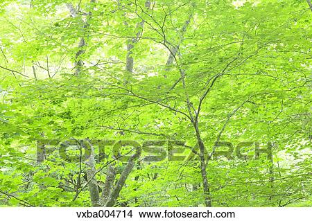 Picture - Green leaves. Fotosearch