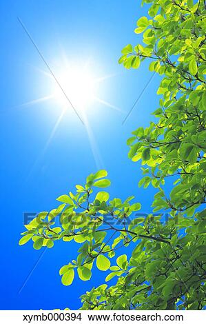Green leaves View Large Photo Image Picture - Green leaves. Fotosearch