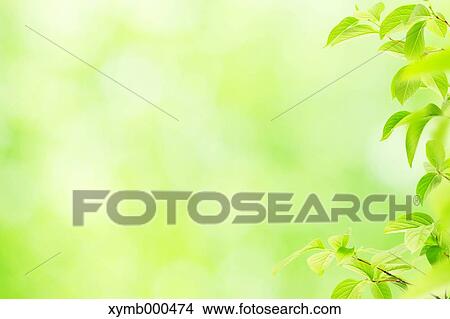 Picture - Green leaves. Fotosearch