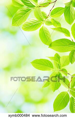 Picture - Green leaves. Fotosearch
