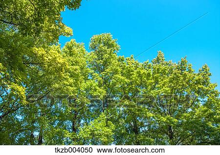 Green leaves View Large Photo Image Stock Image - Green leaves. Fotosearch
