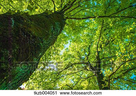 Green leaves View Large Photo Image Stock Image - Green leaves. Fotosearch