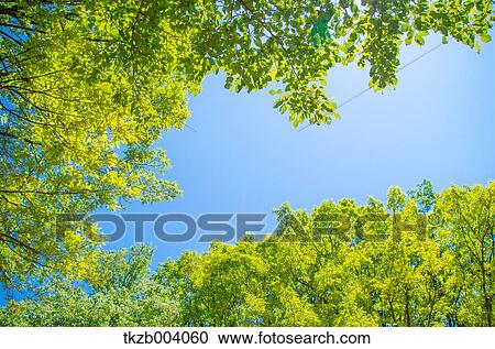 Stock Image - Green leaves. Fotosearch