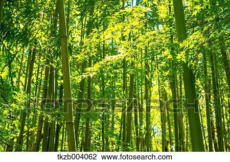 Green leaves View Large Photo Image Stock Image - Green leaves. Fotosearch
