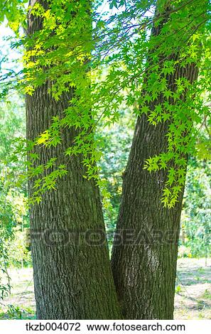 Stock Image - Green leaves. Fotosearch