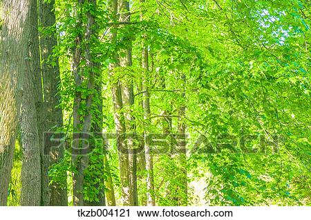 Green leaves View Large Photo Image Stock Image - Green leaves. Fotosearch