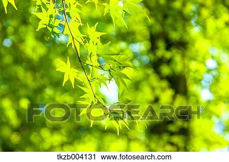 Green leaves View Large Photo Image Stock Image - Green leaves. Fotosearch