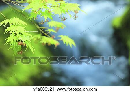 Green leaves View Large Photo Image Stock Image - Green leaves. Fotosearch