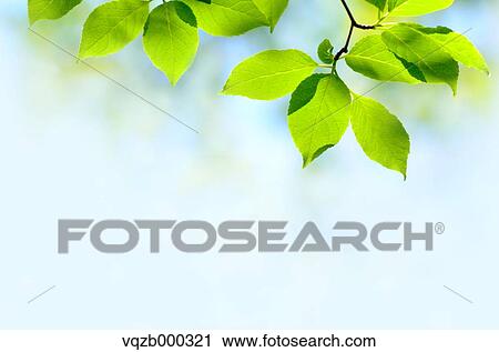 Green leaves View Large Photo Image Stock Image - Green leaves. Fotosearch