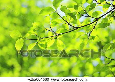 Green leaves View Large Photo Image Stock Image - Green leaves. Fotosearch
