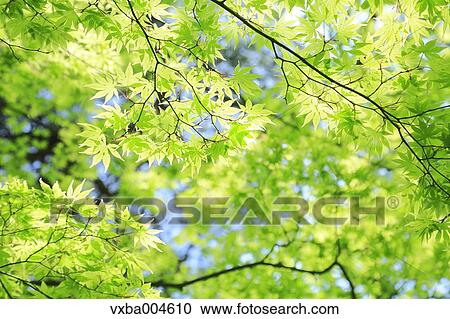 Green leaves View Large Photo Image Stock Image - Green leaves. Fotosearch
